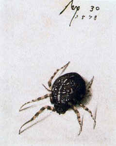 Vrouwelijke spin, 1578 door Joris Hoefnagel