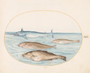 Vis, ca. 1575-80 door Joris Hoefnagel
