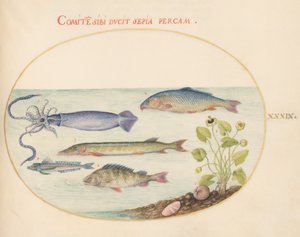 Vis, ca. 1575-80