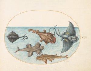 Vis, ca. 1575-80