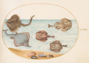 Vissen, ca. 1575-80
