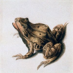 Groene kikker, 16e eeuw door Joris Hoefnagel