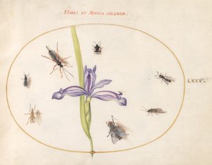 Insecten, ca. 1575-80 door Joris Hoefnagel
