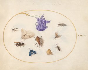 Insecten, ca. 1575-80
