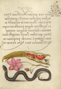 Nierboon, Papaveranemoon en Adder