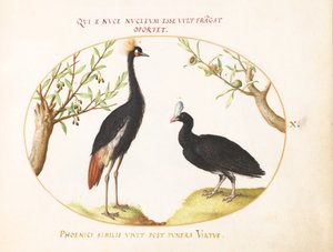 Plaat 10: Grijze kroonkraanvogel en helmhokko