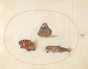 Blad 11: Kleine Vos en Atalanta Vlinders met een Molkrekeltje door Joris Hoefnagel