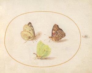 Plaat 14: Citroenvlinder, Atalanta en Oranje luzernevlinder door Joris Hoefnagel