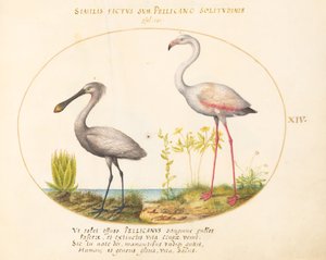 Plaat 14: Lepelaar en Flamingo