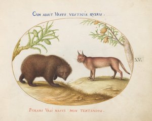 Plaat 15: Een Beer en een Lynx(?)
