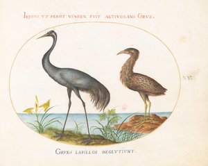 Kraanvogel en roerdomp(?)