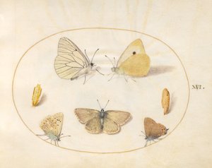 Plaat 16: Groot Geaderd Witje, Oranje Luzernevlinder, Zwart Haarstrik(?) en Geraniumblauwtje(?) met Twee Poppen door Joris Hoefnagel