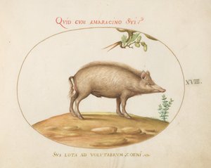 Plaat 18: Een varken met eikels