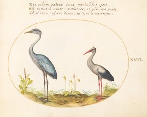 Plaat 18: Reiger en Ooievaar