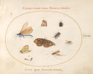 Plaat 18: Twee Vlinders en een Mot met een Libel, Twee Mieren en Vier Andere Insecten door Joris Hoefnagel