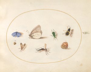 Plaat 19: Twee Vlinders met Vijf Andere Insecten door Joris Hoefnagel