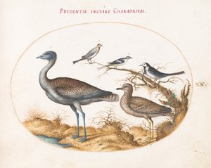 Plaat 20: Een kievit met vier andere vogels