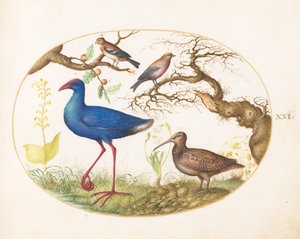 Plaat 21: Moerashoen en Houtsnip met een Gestreepte Rozevink, een Vink en Eikengallen