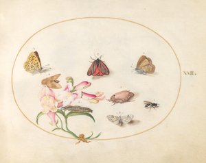 Plaat 22: Vlinders met andere insecten en een leeuwenbek