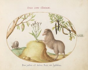 Een Vetstaart Schaap, een Schaap met een Lange Staart, een "Cassia purgatrix," en Andere Planten (plaat 23)