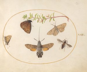 Plaat 23: Valkmot, Vlinders en Andere Insecten rond een Sneeuwbes Tak