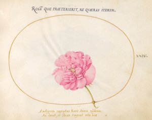 Plaat 24: Roze Roos door Joris Hoefnagel