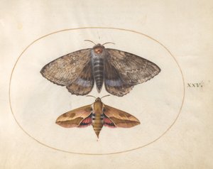 Plaat 25: Blauwe ondervleugelmot en wolfsmelkvalkmot