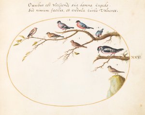 Plaat 25: Grote bonte specht, goudvinken, mussen en andere vogels
