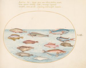 Middellandse Zee Regenbooglipvis, Andere Lipvissen, een Zwaluwstaart Zeebaars(?), Verschillende "Anthiae," en Andere Vissen (plaat 25)