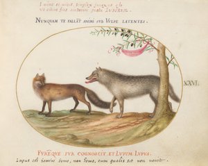 Plaat 26: Een Rode Vos en een Wolf