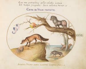 Plaat 27: Een Kruisvos, een Hyena/Baviaan, een "Zee Wolf," en een Gulon (Wolverine?)