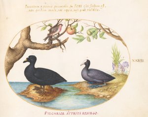 Plaat 27: Een Eend(?), een Meerkoet en een Roze Vink(?)