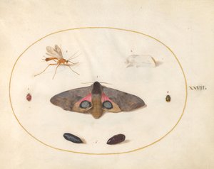 Plaat 27: Twee Motten, Twee Poppen en Andere Insecten