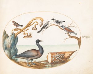 Plaat 28: Barnacle gans met klauwieren en andere vogels