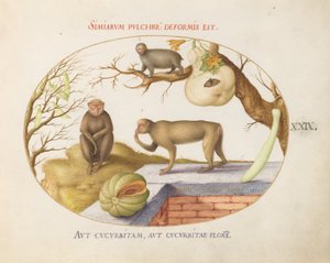 Plaat 29: Twee Apen, een "Arctopithecus"(Luiaard?) en Fruit door Joris Hoefnagel