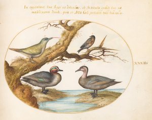 Plaat 32: een blauwvleugeltaling, een jonge groene specht en twee andere vogels door Joris Hoefnagel