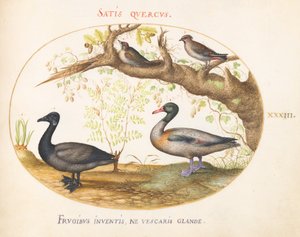 Plaat 33: Een Paar Pestvogels, een Bergeend(?) en een Rotgans met een Gemberplant