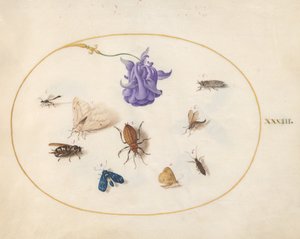 Plaat 33: Mot en Vlinder met andere Insecten en een Akeleibloem