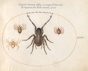 Plaat 35: Een Wolfspin(?) en Drie Andere Spinnen