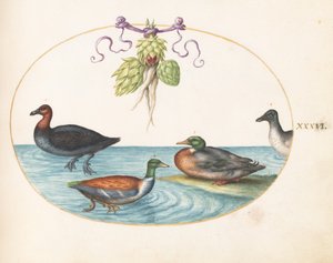Plaat 36: Roodborstzaagbek, Slobeend en twee andere watervogels met artisjokken door Joris Hoefnagel