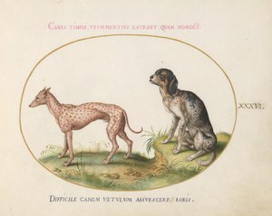 Plaat 36: Twee Gevlekte Honden