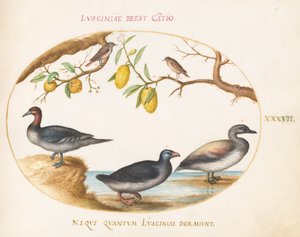 Plaat 37: drie watervogels met twee nachtegalen(?) gezeten in citrusbomen door Joris Hoefnagel