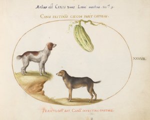 Twee spaniels met een kalebas