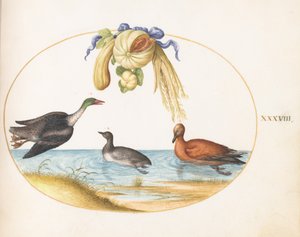 Plaat 38: zaagbek met twee andere watervogels en een guirlande van meloenen en pompoenen door Joris Hoefnagel