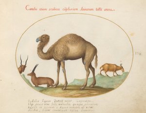Plaat 3: Kameel, Steenbok en Geit door Joris Hoefnagel