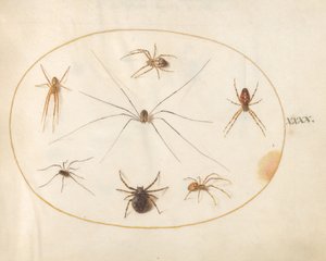 Acht Spinnen