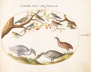 Plaat 41: Twee Grijze Ganzen met Zangvogels in een Kersenboom