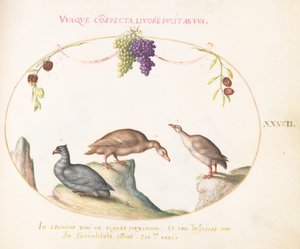 Plaat 42: Twee Grijze Ganzen met een Derde Vogel en Hangende Druiven