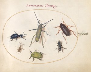 Plaat 43: Een Goudbloemige Grijze Langhoorn, Tansy Kever, Kakkerlak, Bladpootwants en Andere Insecten door Joris Hoefnagel