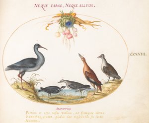 Plaat 43: Strandlopers en Andere Kustvogels Bewonderen een Bloemenslinger